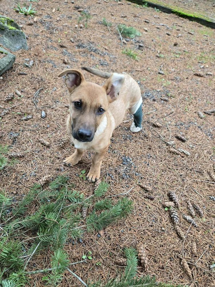 Enlarge Dude, a Adoptable mixed breed in Rathdrum, ID image 1/6