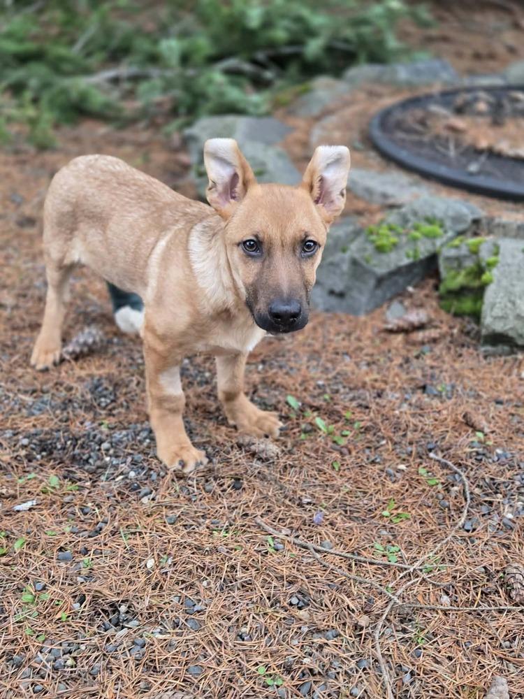 Enlarge Dude, a Adoptable mixed breed in Rathdrum, ID image 2/6