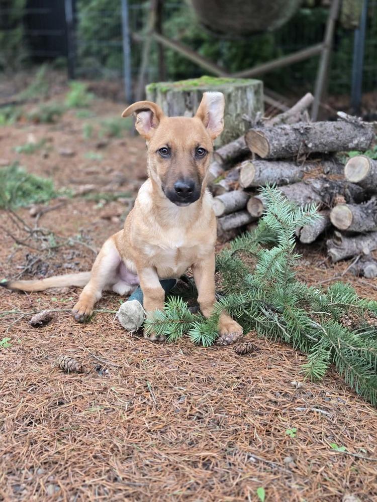 Enlarge Dude, a Adoptable mixed breed in Rathdrum, ID image 4/6