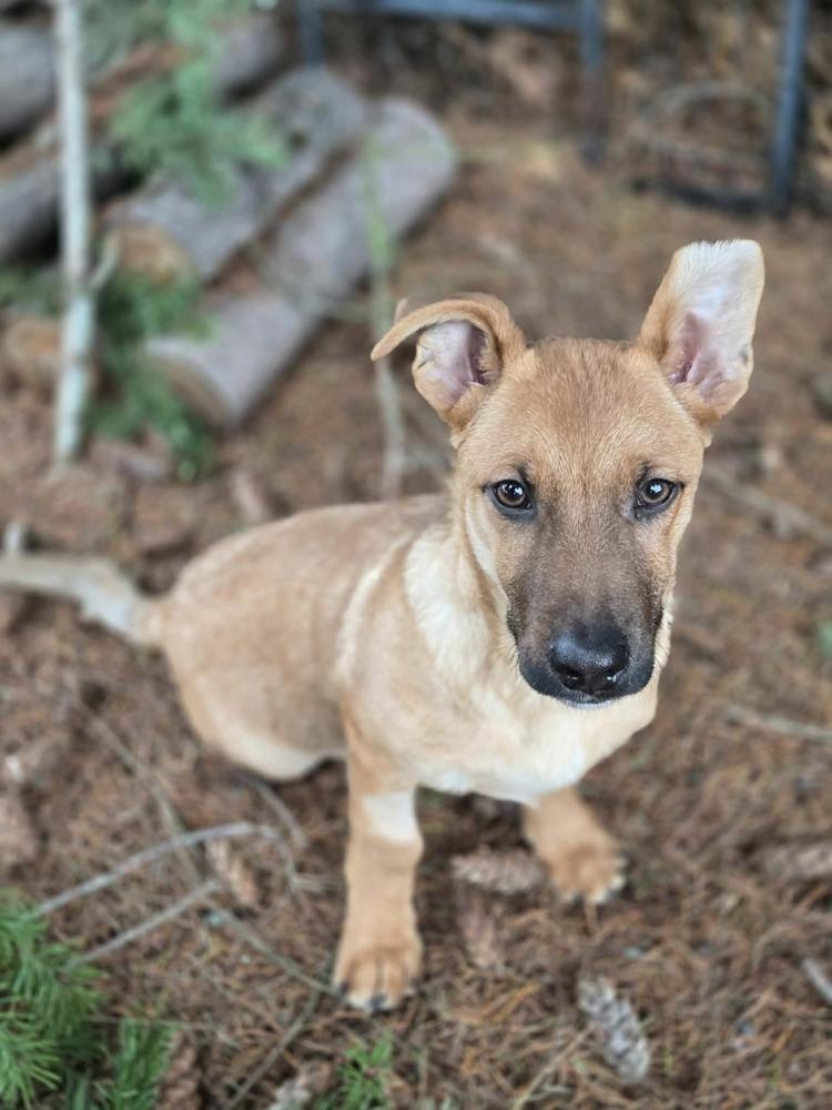 Enlarge Dude, a Adoptable mixed breed in Rathdrum, ID image 5/6