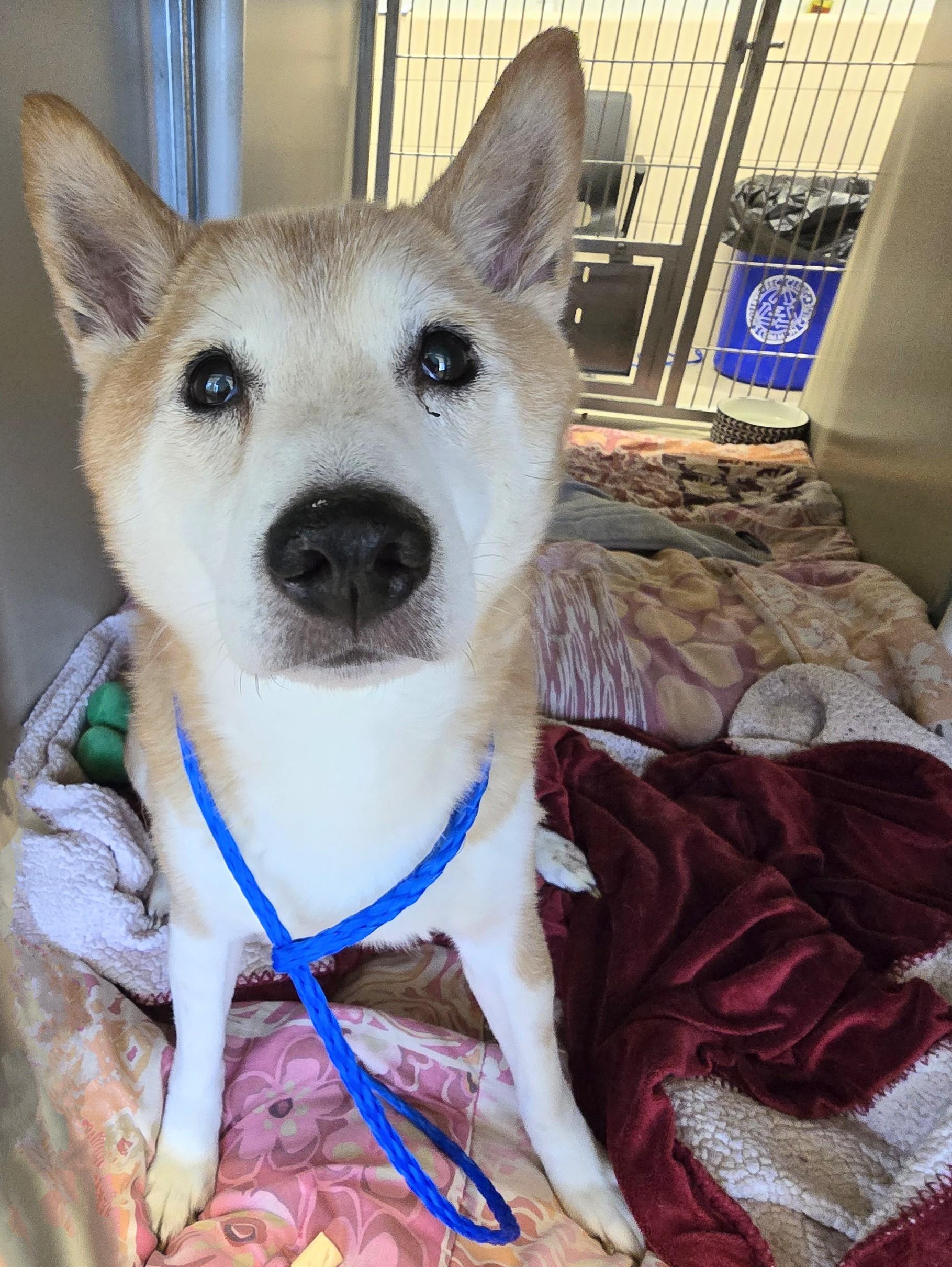 25-271 Tome, Senior Male Shiba Inu