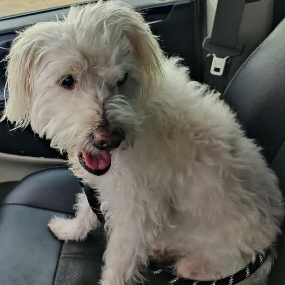 Enlarge Mackie , a ADOPTABLE mixed breed in Marana, AZ image 3/6