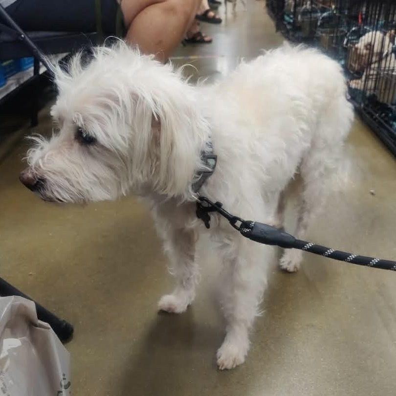 Enlarge Mackie , a ADOPTABLE mixed breed in Marana, AZ image 5/6