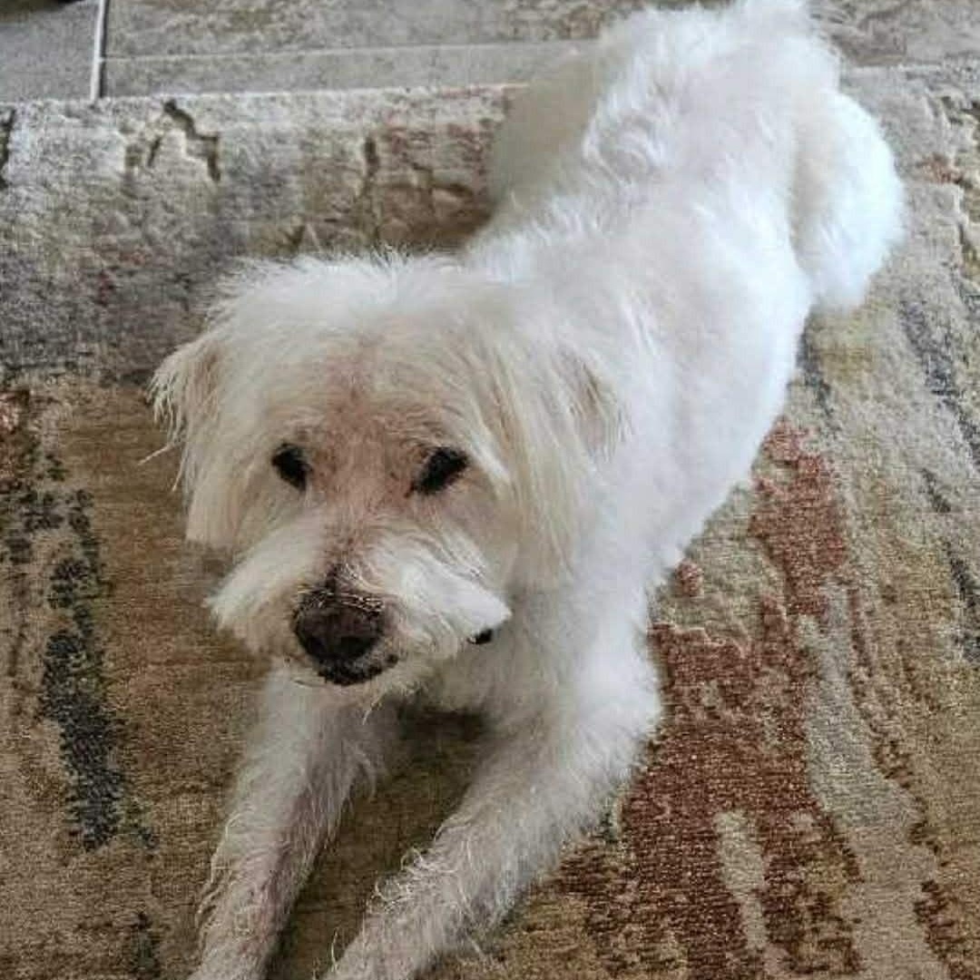 Enlarge Mackie , a ADOPTABLE mixed breed in Marana, AZ image 2/6