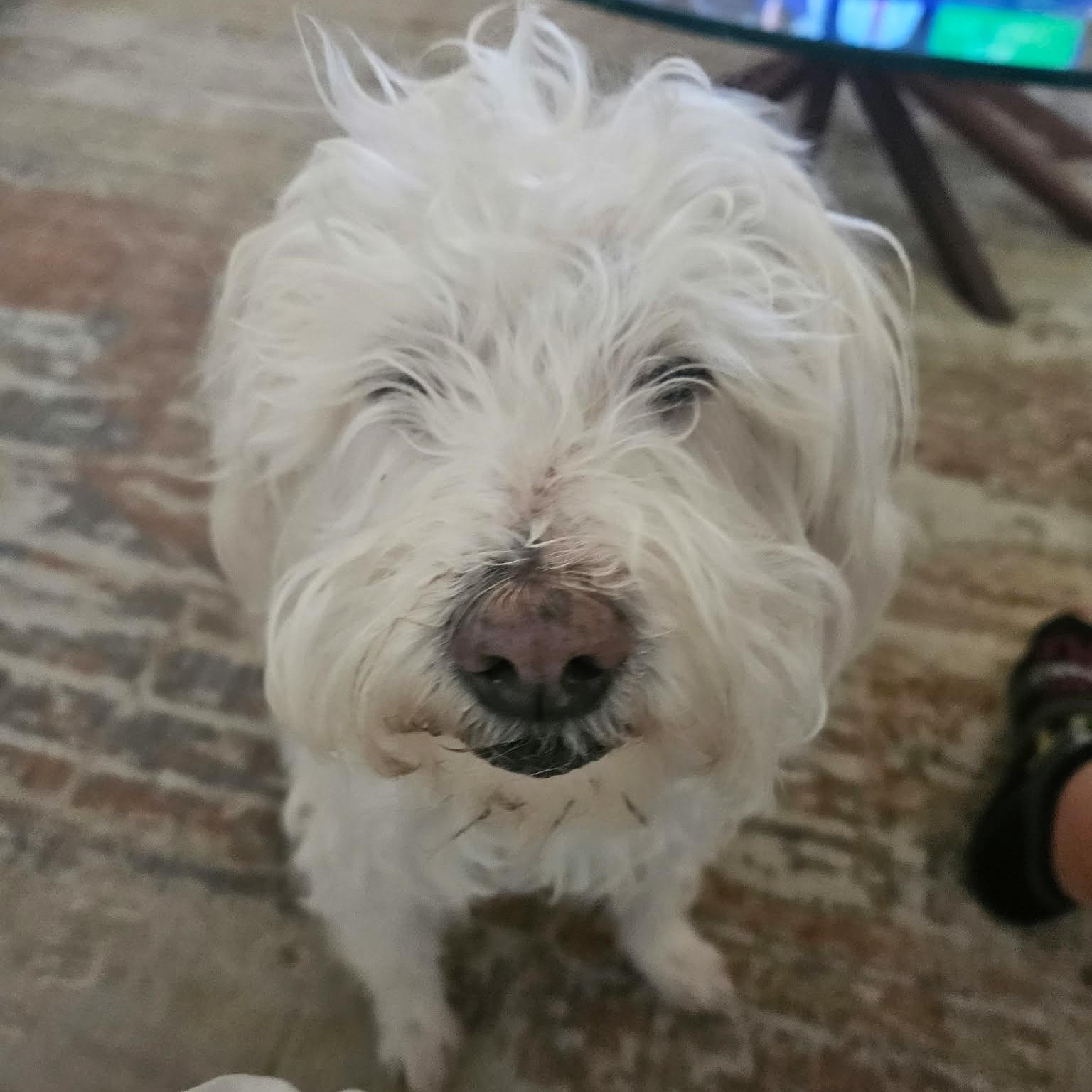 Mackie , ADOPTABLE, Senior Male Border Terrier.