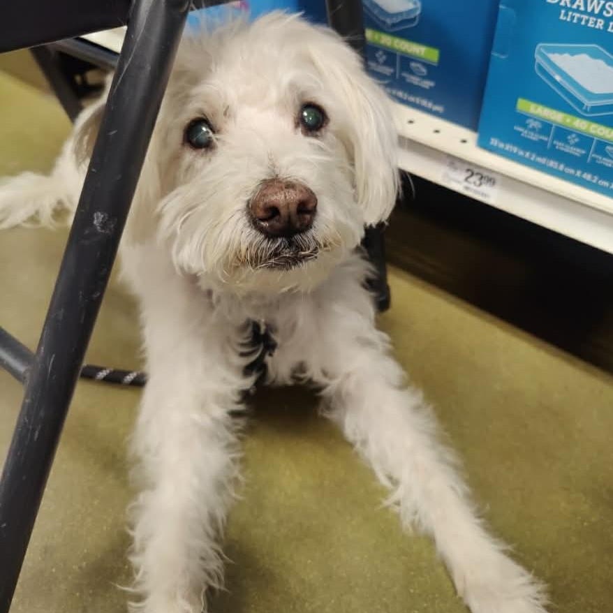 Mackie , ADOPTABLE, Senior Male Tibetan Terrier & Border Terrier.