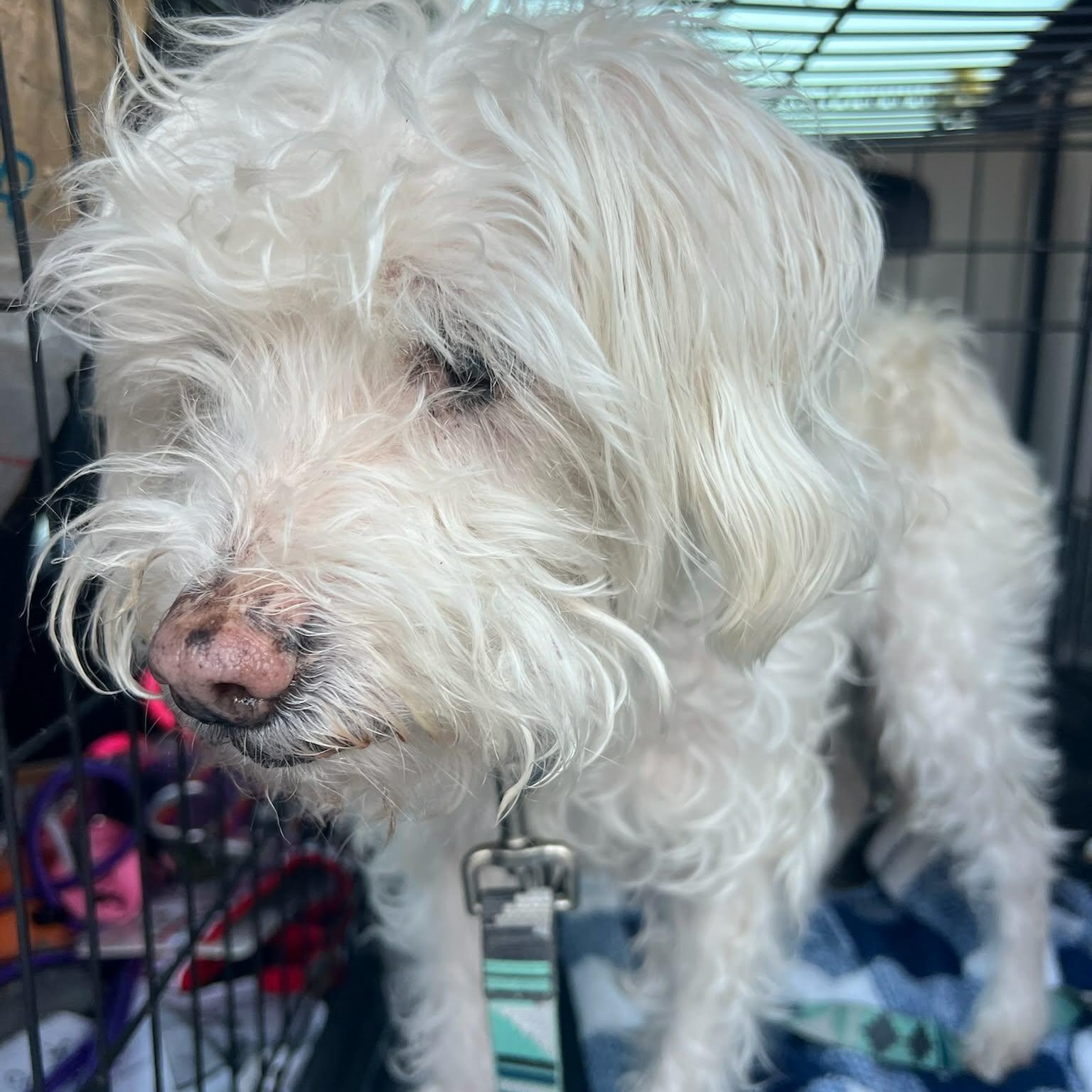 Enlarge Mackie , a ADOPTABLE Border Terrier in Marana, AZ image 2/2