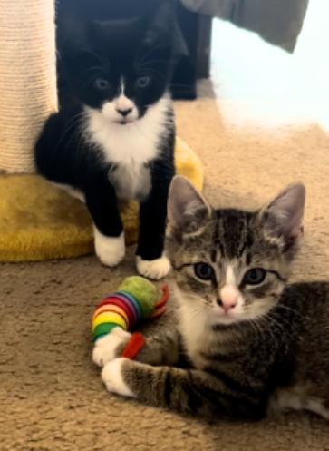 Enlarge Fern and Wren, a Adoptable American Shorthair in Union City, NJ image 2/6