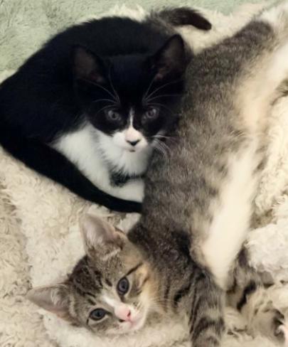 Enlarge Fern and Wren, a Adoptable American Shorthair in Union City, NJ image 3/6
