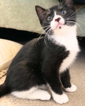 Enlarge Fern and Wren, a Adoptable American Shorthair in Union City, NJ image 6/6