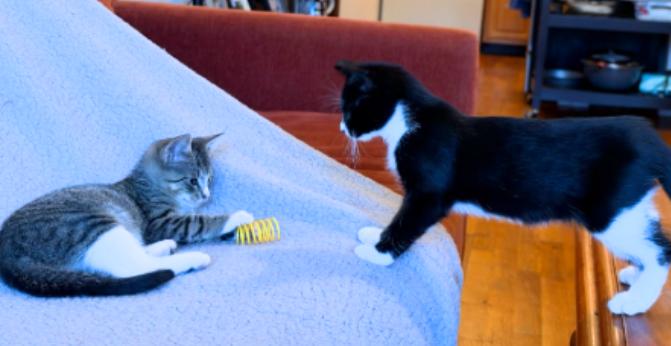 Enlarge Fern and Wren, a Adoptable American Shorthair in Union City, NJ image 4/6