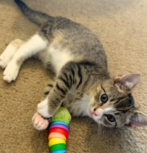 Enlarge Fern and Wren, a Adoptable American Shorthair in Union City, NJ image 5/6