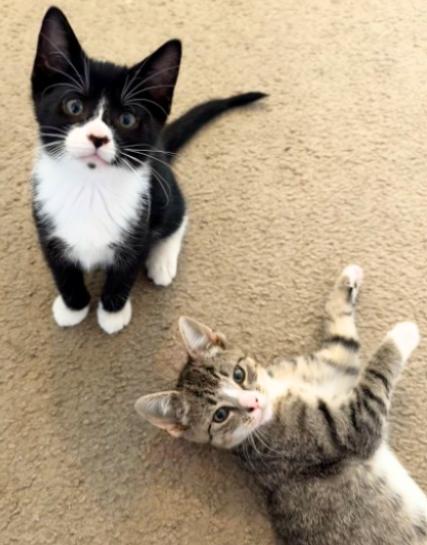 Fern and Wren, Adoptable, Kitten Female American Shorthair.
