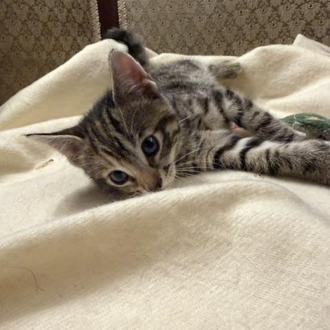 Enlarge Willow, a Adoptable Domestic Short Hair in Ottawa, ON image 5/6