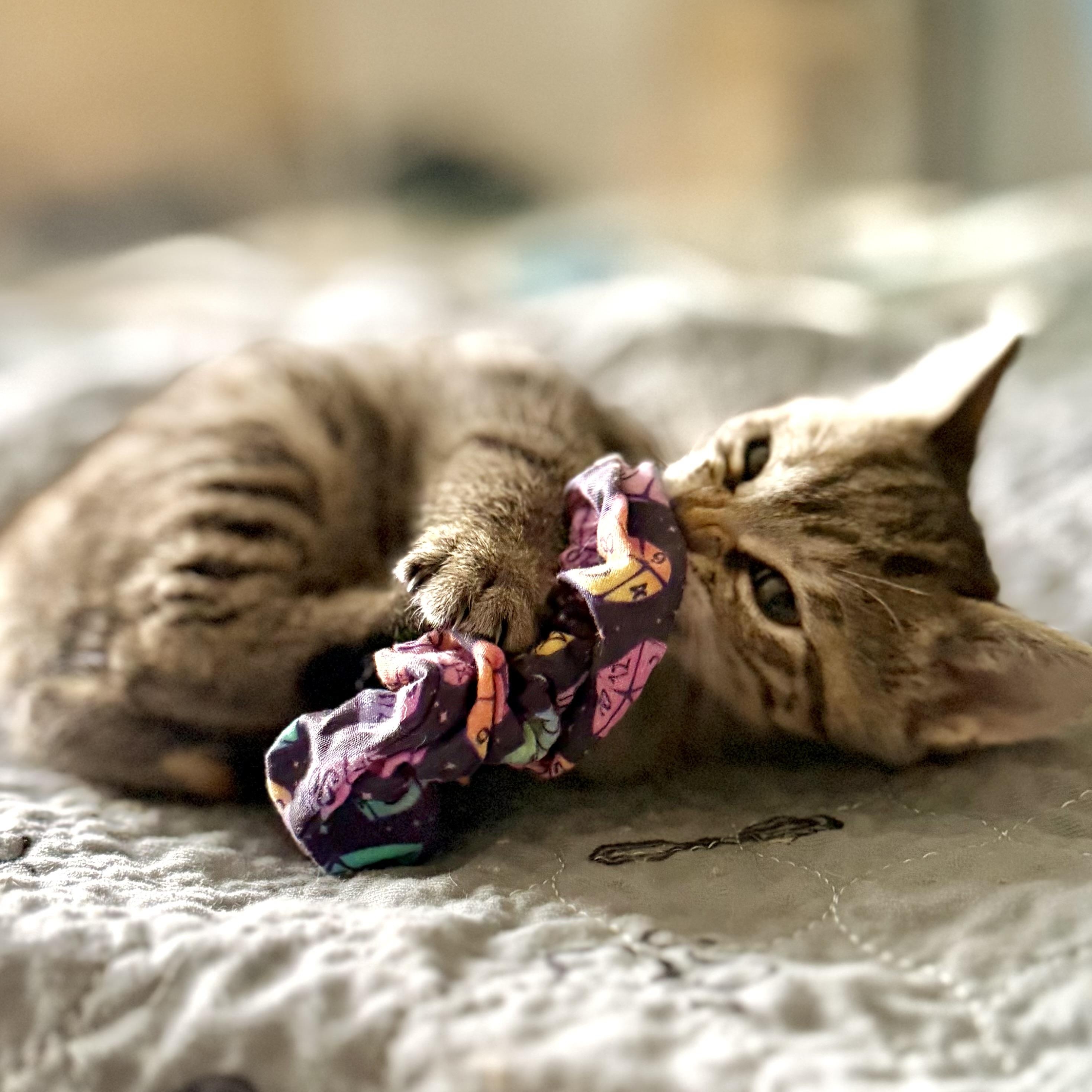Enlarge Willow, a Adoptable Domestic Short Hair in Ottawa, ON image 3/6