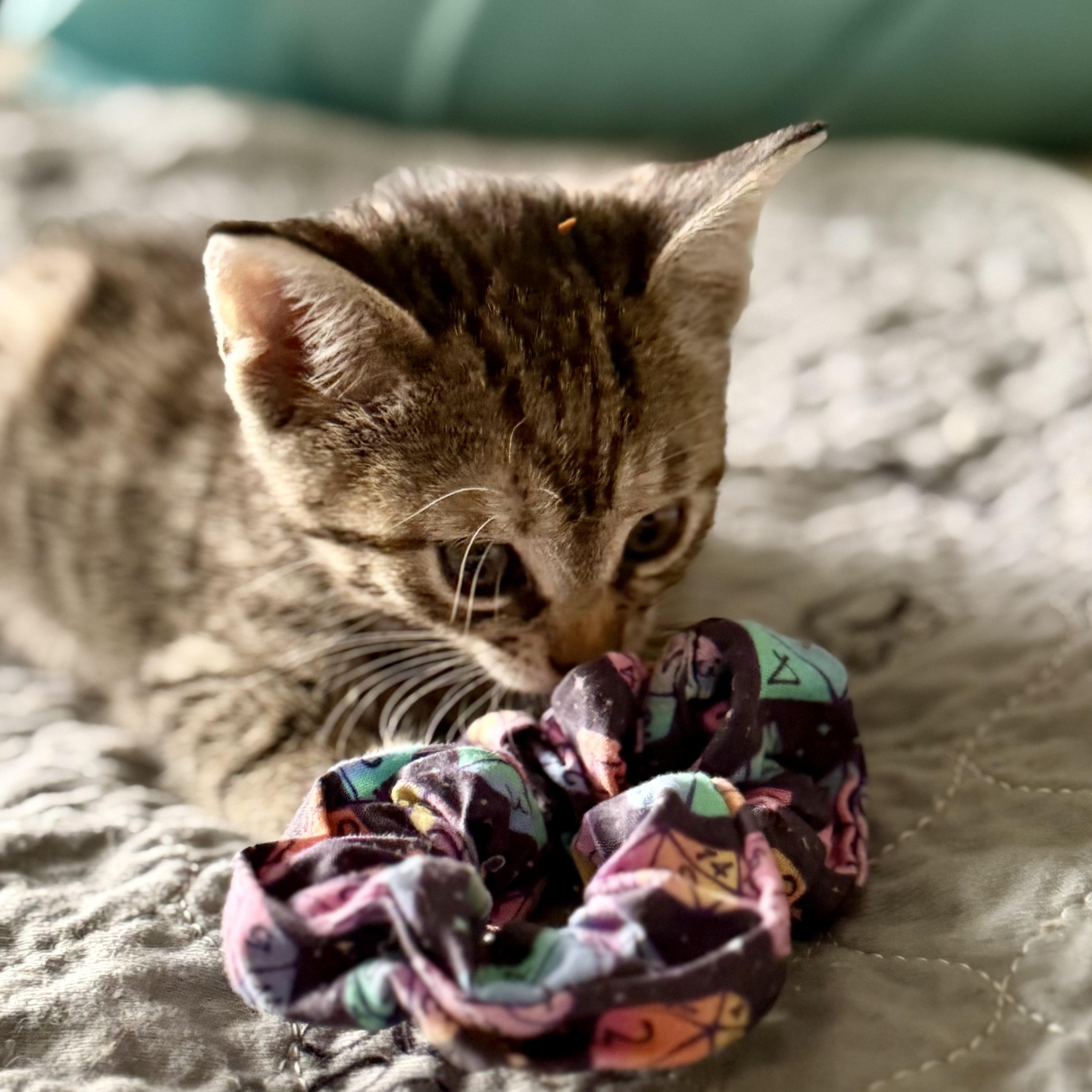 Enlarge Willow, a Adoptable Domestic Short Hair in Ottawa, ON image 6/6