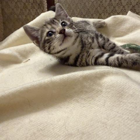 Enlarge Willow, a Adoptable Domestic Short Hair in Ottawa, ON image 4/6