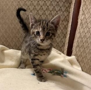 Enlarge Willow, a Adoptable Domestic Short Hair in Ottawa, ON image 2/6