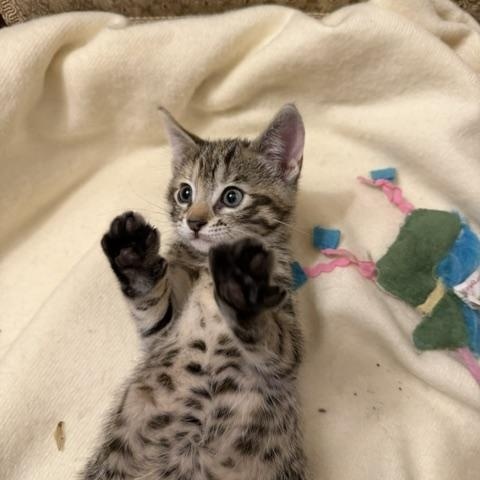 Willow, Adoptable, Kitten Female Domestic Short Hair.