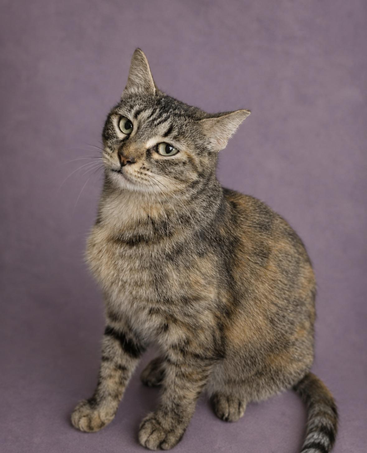 Dominique, Adoptable, Young Female Domestic Short Hair.
