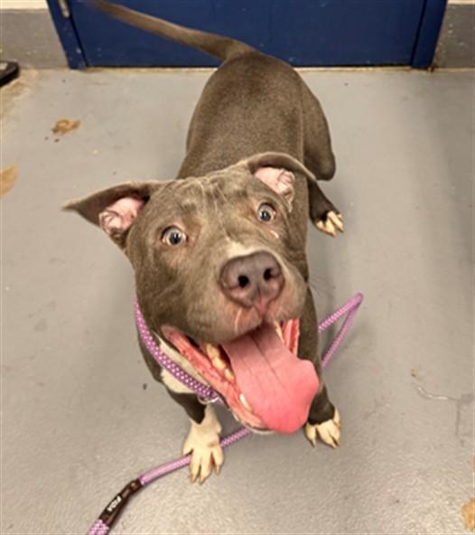 ABRACADANIEL, Adoptable, Young Male Pit Bull Terrier.