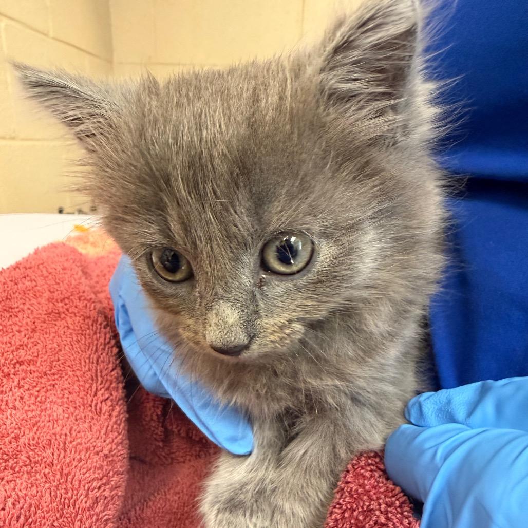 Enlarge Aries, a Adoptable Domestic Long Hair in San Francisco, CA image 1/1
