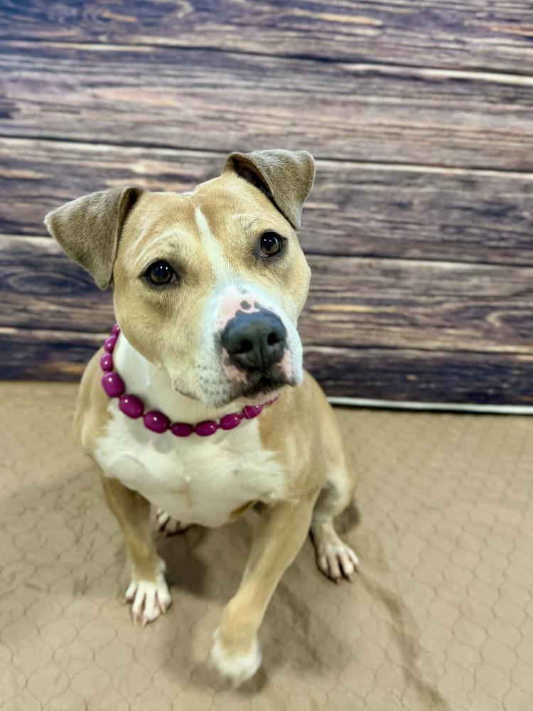 Goldie, Adoptable, Adult Female Mixed Breed.