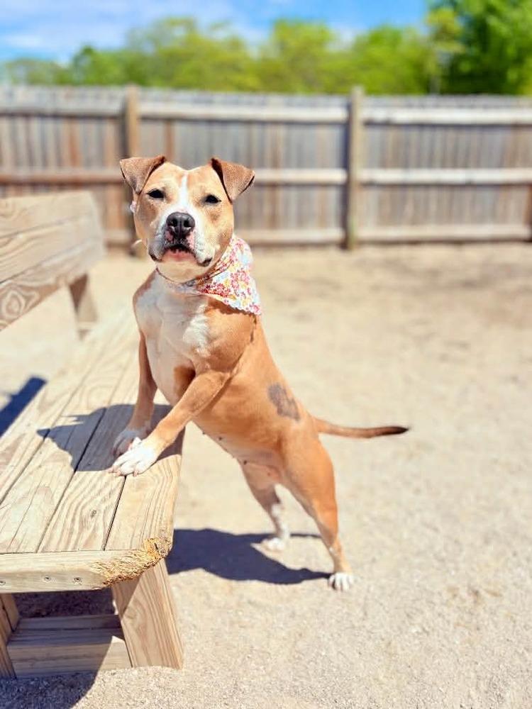 Enlarge Goldie, a Adoptable mixed breed in Grand Rapids, MI image 2/5