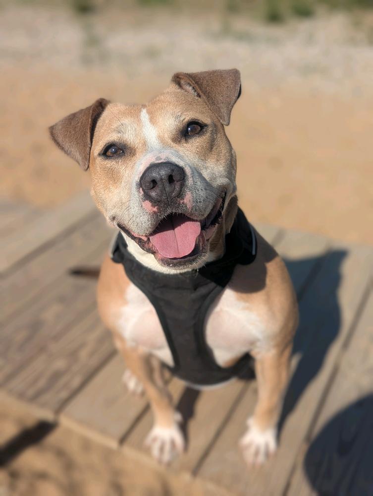 Goldie, a Adoptable mixed breed in Grand Rapids, MI image 3/6