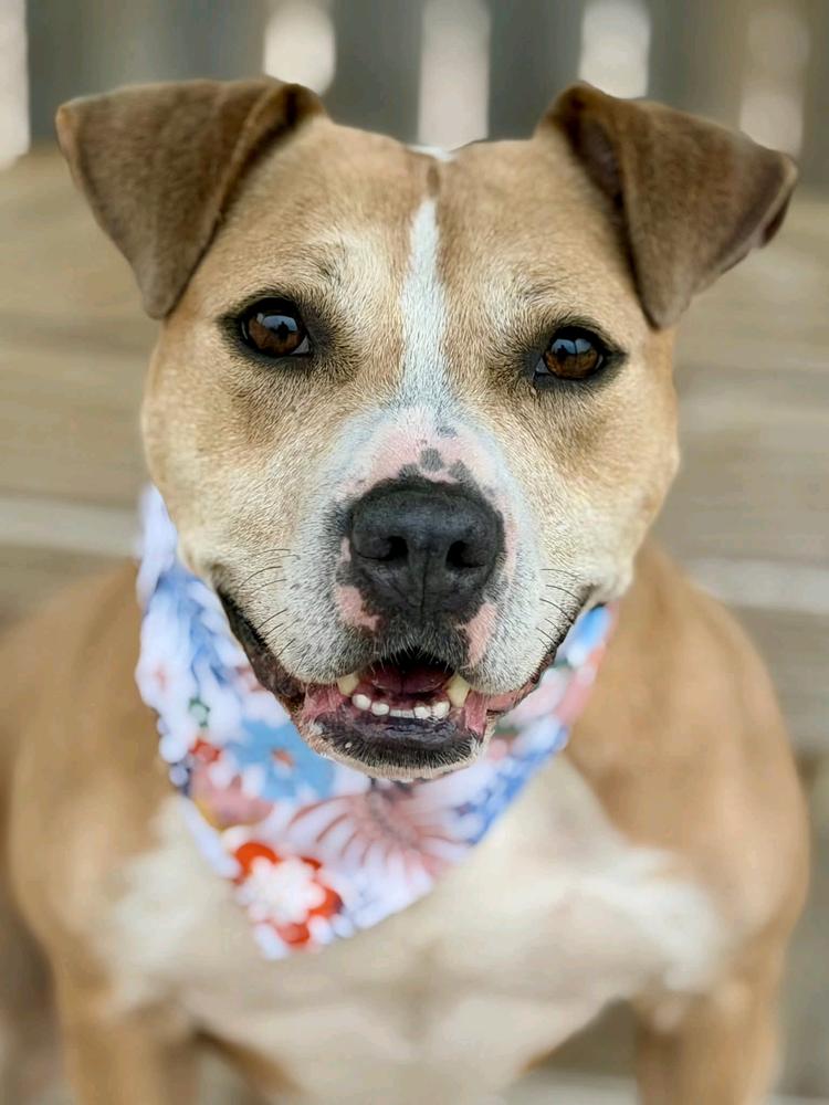 Goldie, a Adoptable mixed breed in Grand Rapids, MI image 4/6