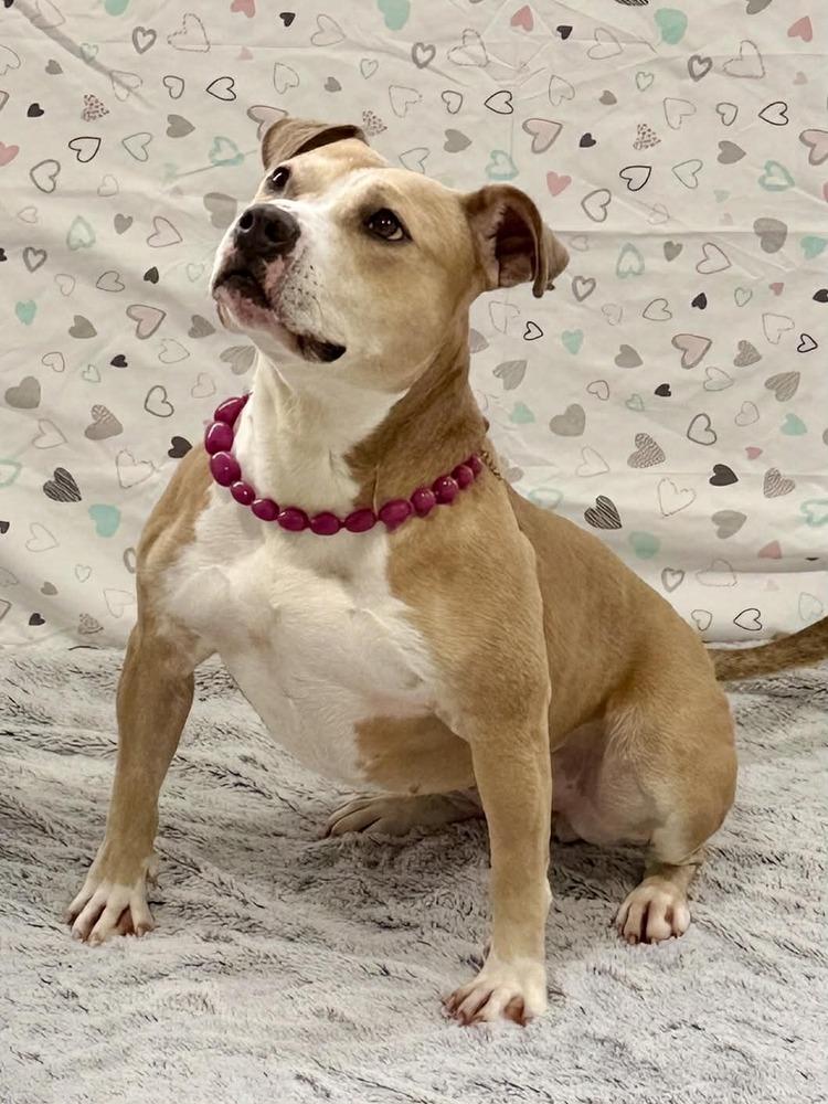 Enlarge Goldie, a Adoptable mixed breed in Grand Rapids, MI image 3/5