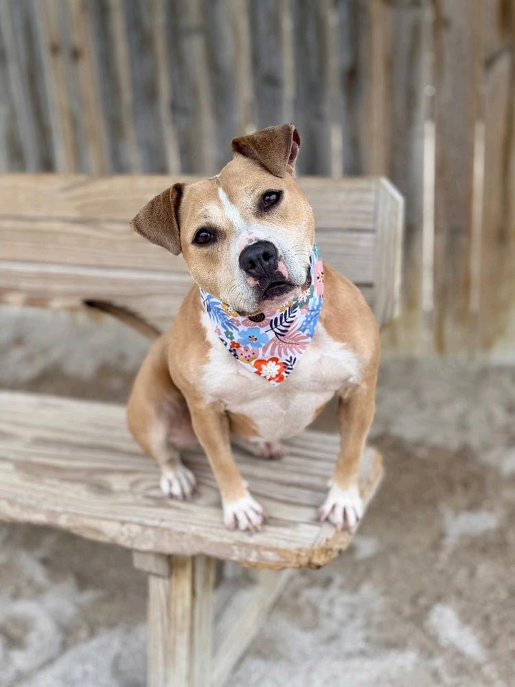 Goldie, a Adoptable mixed breed in Grand Rapids, MI image 6/6