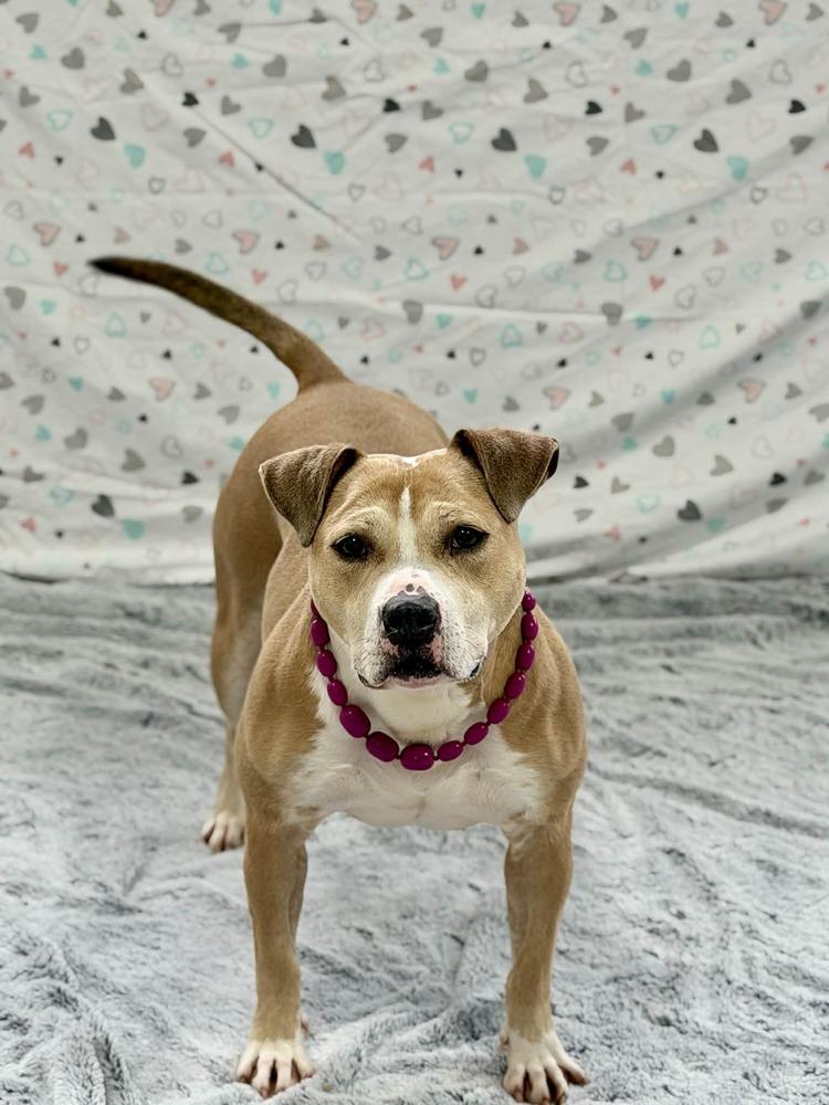 Enlarge Goldie, a Adoptable mixed breed in Grand Rapids, MI image 5/5