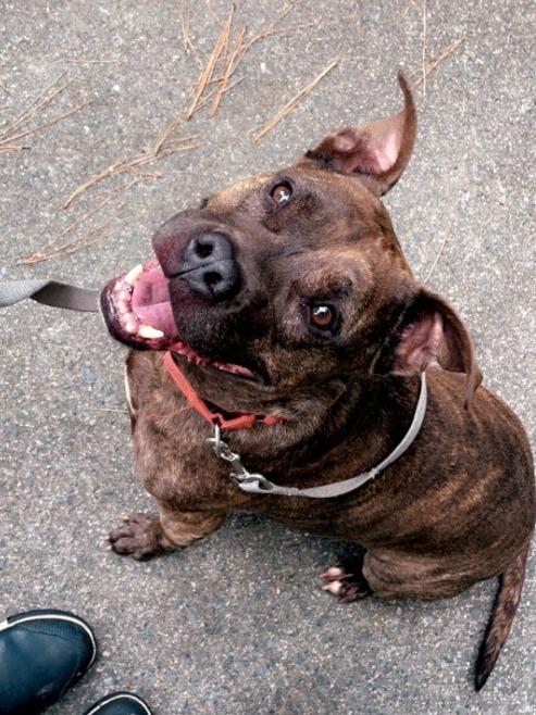 Enlarge Jayce, a Adoptable Pit Bull Terrier in Berlin, MD image 1/6