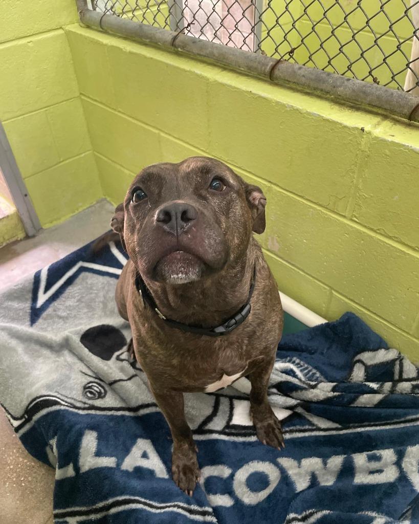 Enlarge Jayce, a Adoptable Pit Bull Terrier in Berlin, MD image 2/6