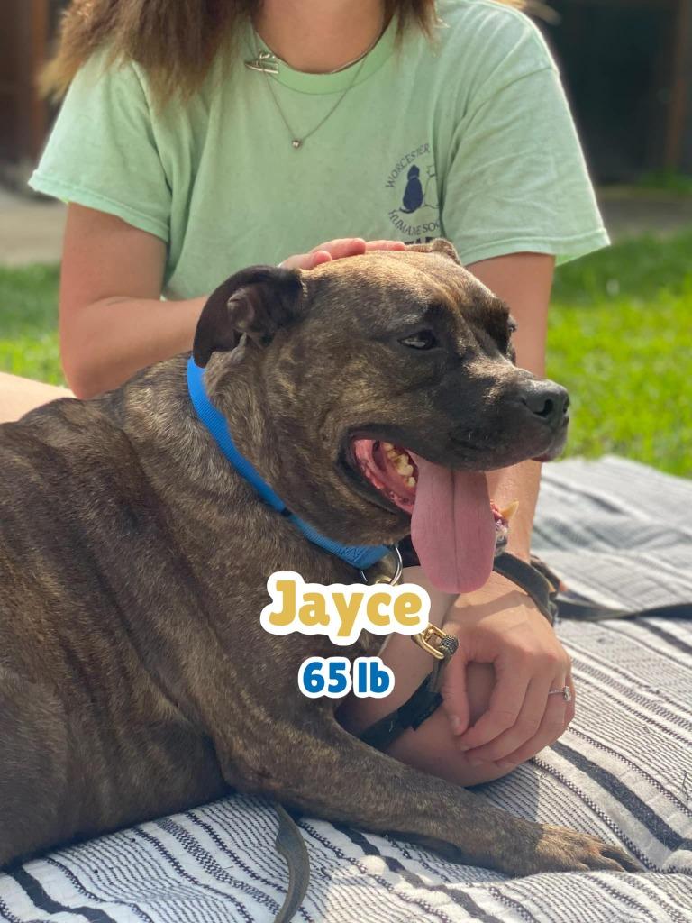 Enlarge Jayce, a Adoptable Pit Bull Terrier in Berlin, MD image 3/6
