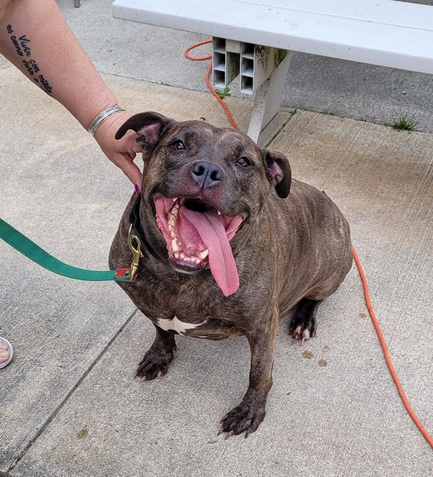Enlarge Jayce, a Adoptable Pit Bull Terrier in Berlin, MD image 4/6
