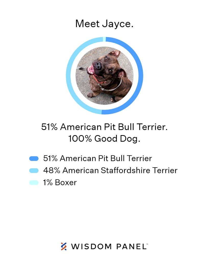 Enlarge Jayce, a Adoptable Pit Bull Terrier in Berlin, MD image 5/6
