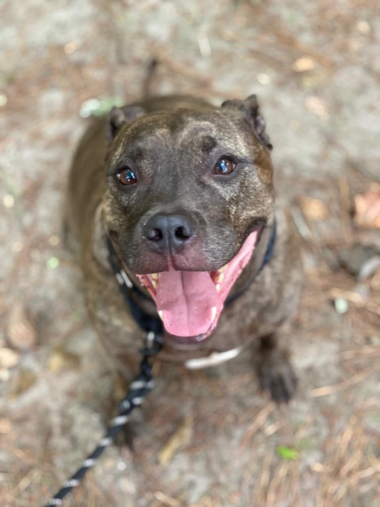 Enlarge Jayce, a Adoptable Pit Bull Terrier in Berlin, MD image 6/6