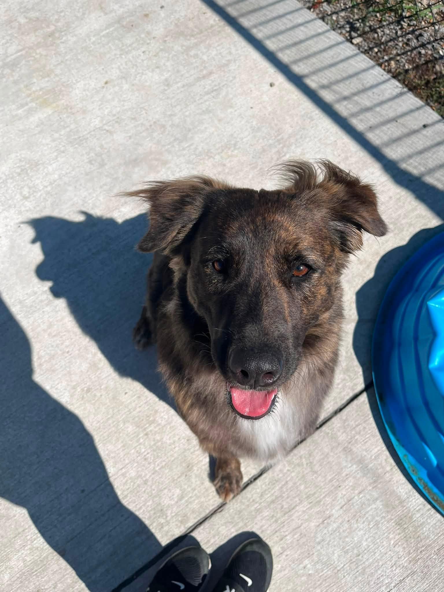 Sophie, ADOPTABLE, Adult Female Collie.