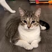 Enlarge Curly Sue, a Adoptable Domestic Short Hair in Katy, TX image 1/4