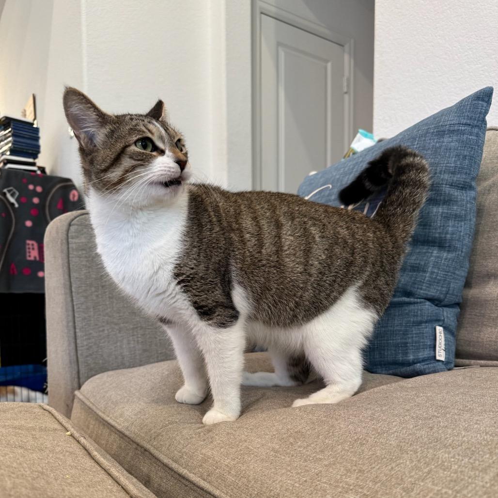 Enlarge Curly Sue, a Adoptable Domestic Short Hair in Katy, TX image 2/4