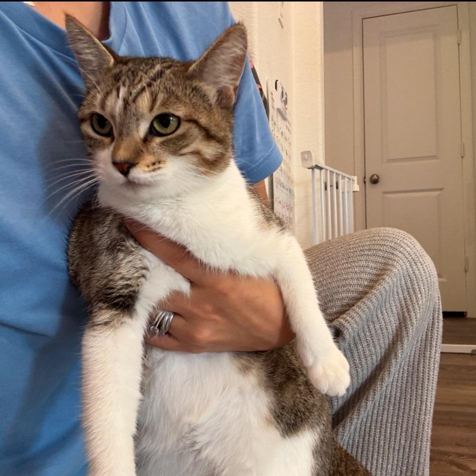 Enlarge Curly Sue, a Adoptable Domestic Short Hair in Katy, TX image 3/4