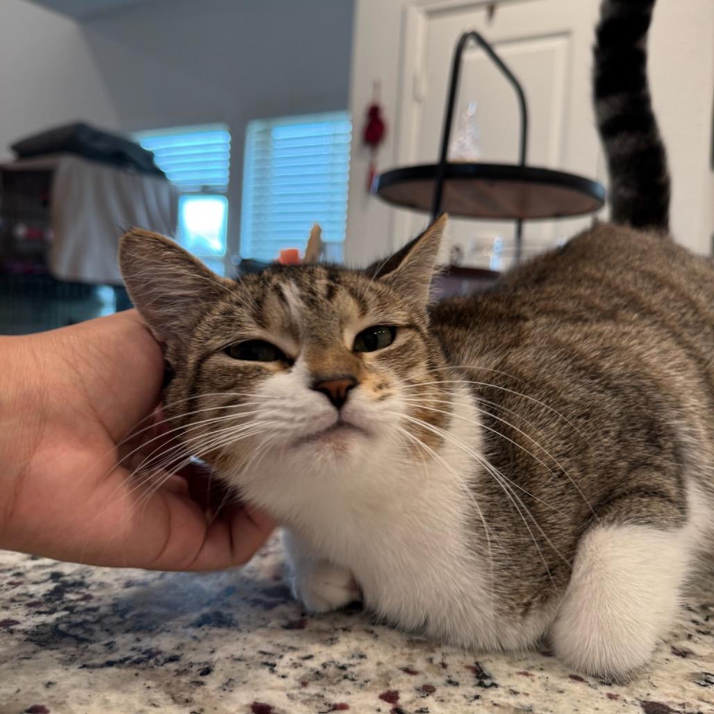 Enlarge Curly Sue, a Adoptable Domestic Short Hair in Katy, TX image 4/4