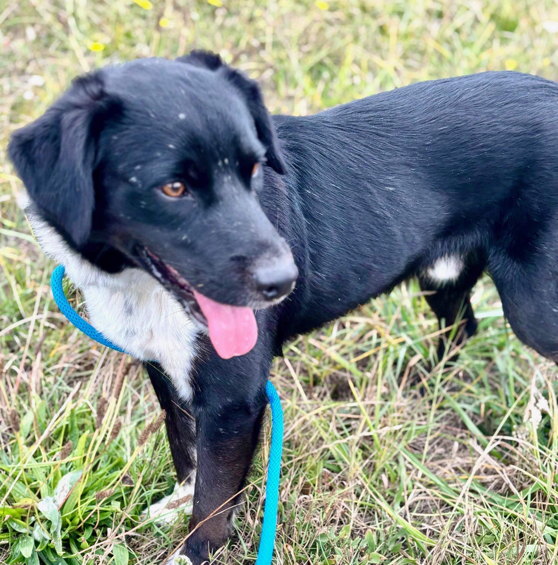 FJ Cruiser, an adoptable Border Collie in Newport, OR, 97365 | Photo Image 3