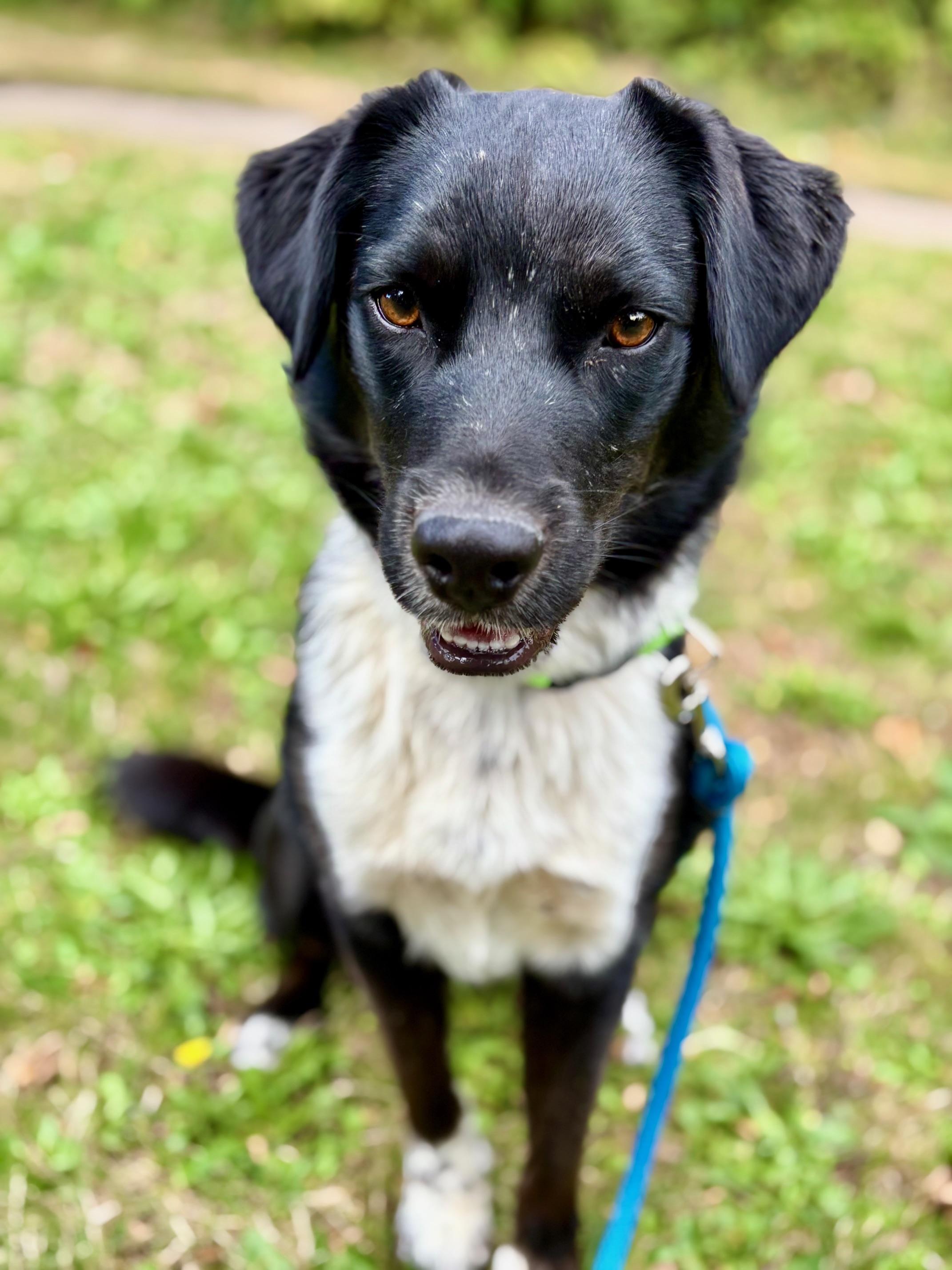FJ Cruiser, an adoptable Border Collie in Newport, OR, 97365 | Photo Image 1