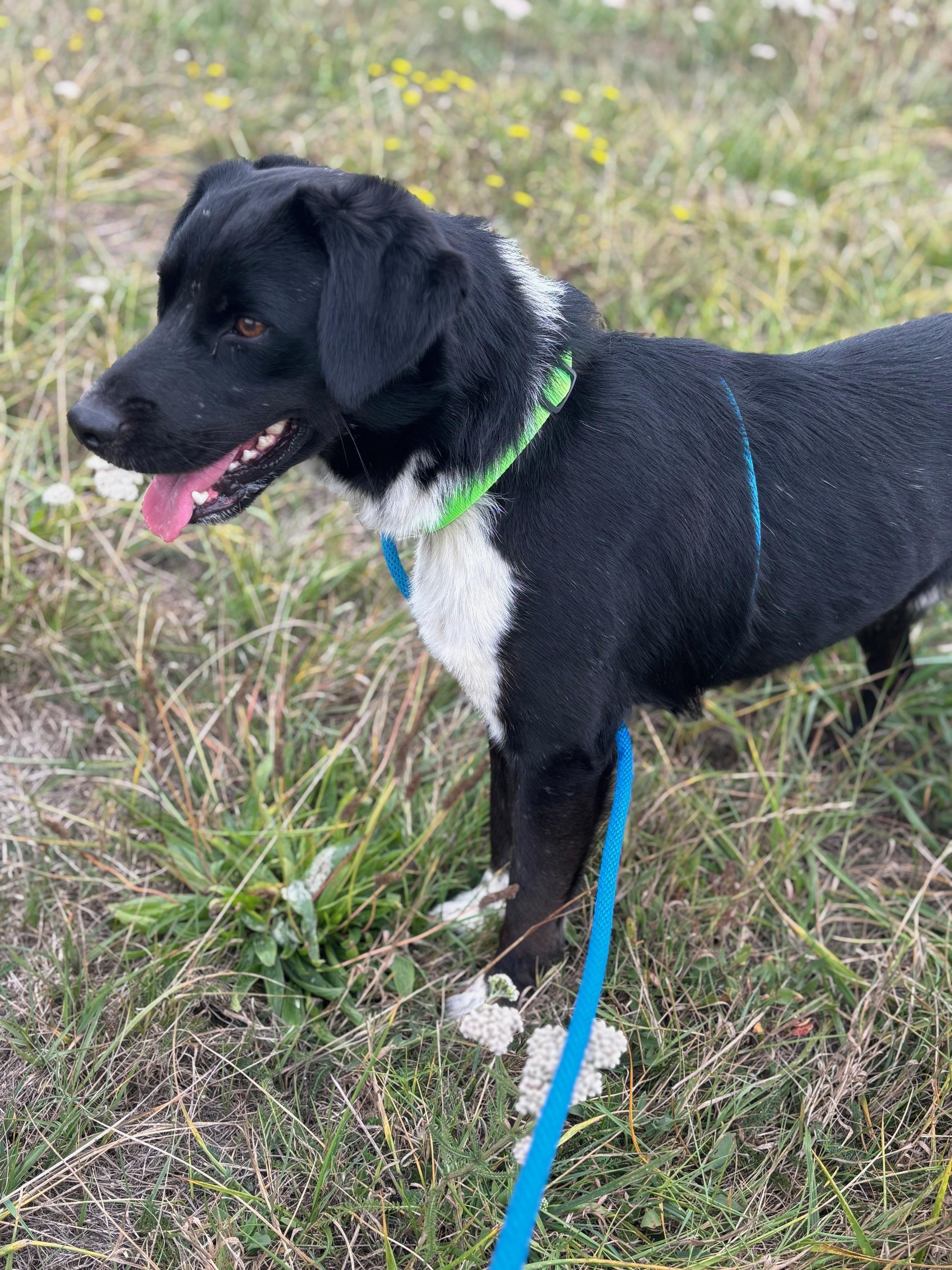 Enlarge FJ Cruiser, a Adopted mixed breed in Newport, OR image 4/6