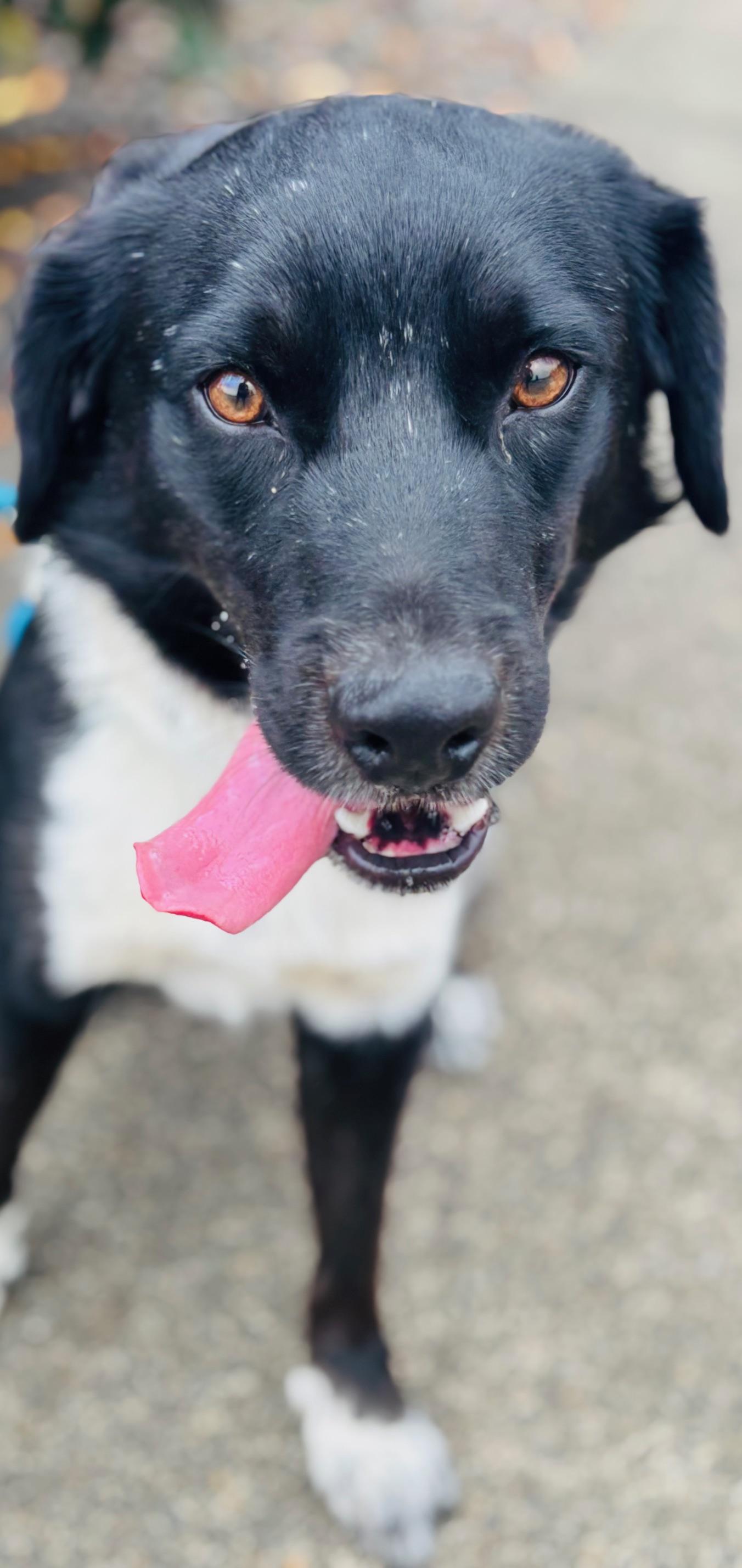 FJ Cruiser, an adoptable Border Collie in Newport, OR, 97365 | Photo Image 2