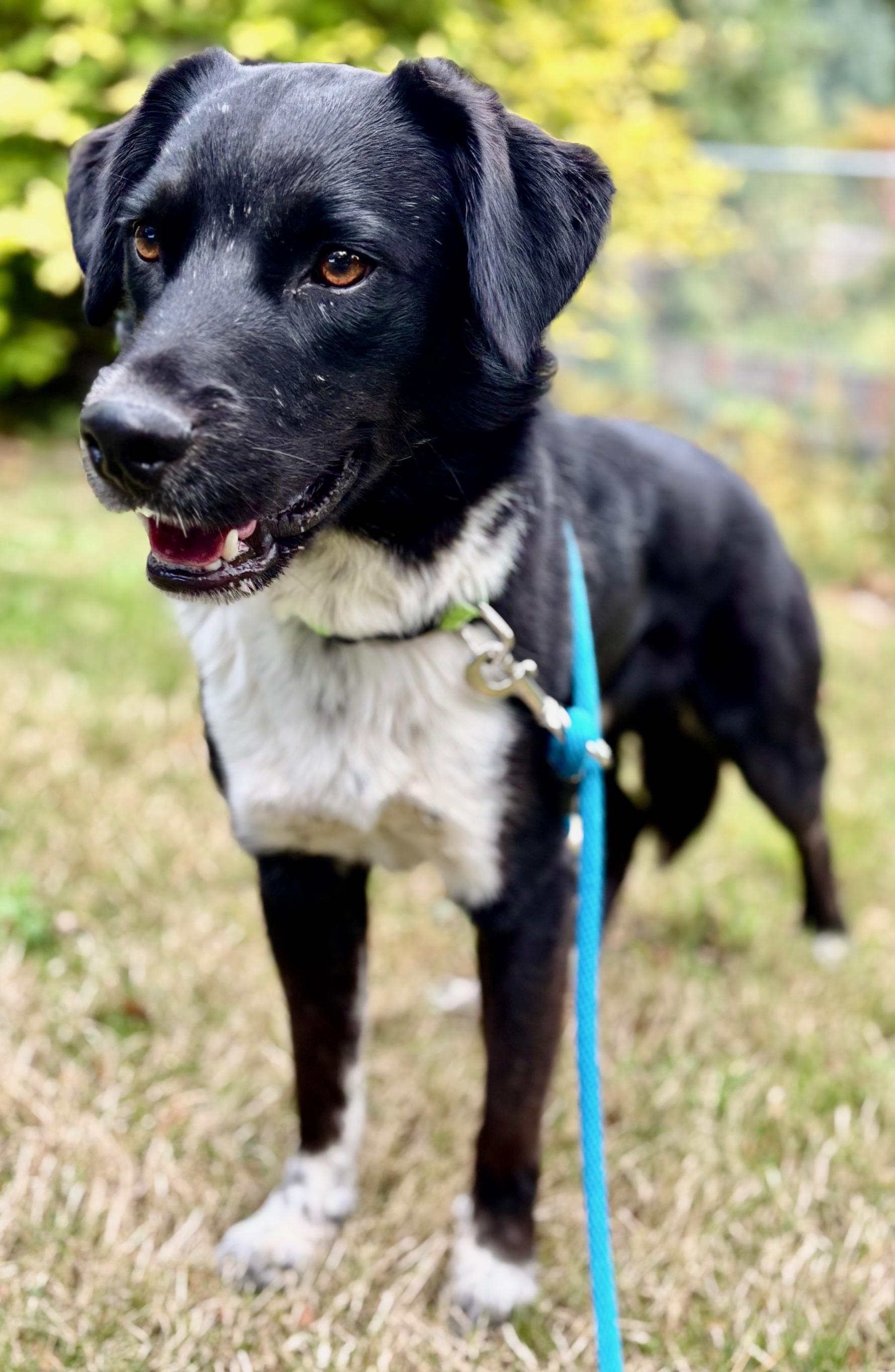 FJ Cruiser, an adoptable Border Collie in Newport, OR, 97365 | Photo Image 6