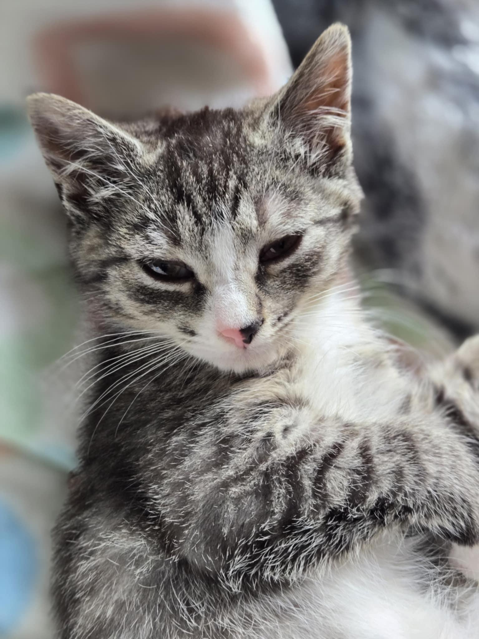 Addie & Allister, a Adoptable mixed breed in Courtenay, BC image 2/6